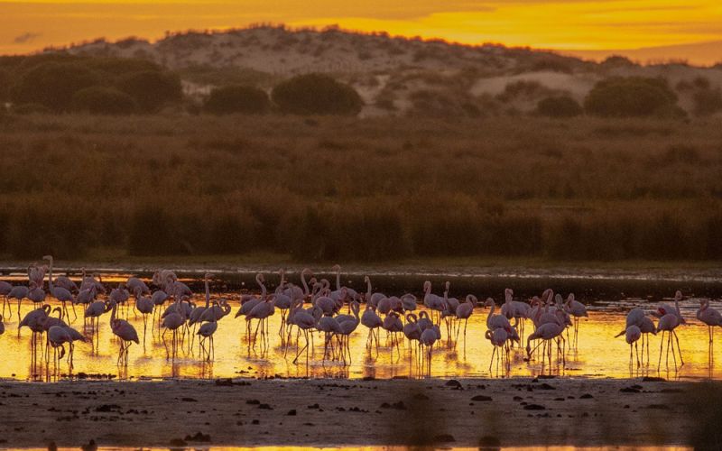 Un equipo científico internacional alerta de la urgencia de conservar los ecosistemas de Doñana frente a la nueva ley de regadíos