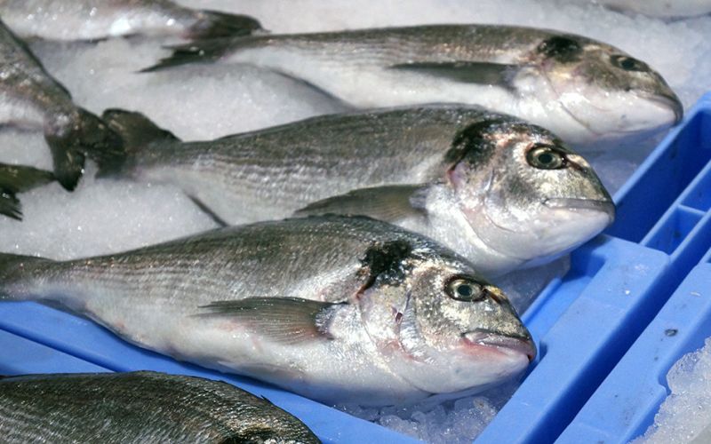 Un proyecto europeo revela el poder de la microbiota intestinal como biomarcador para la selección genética de peces de cultivo