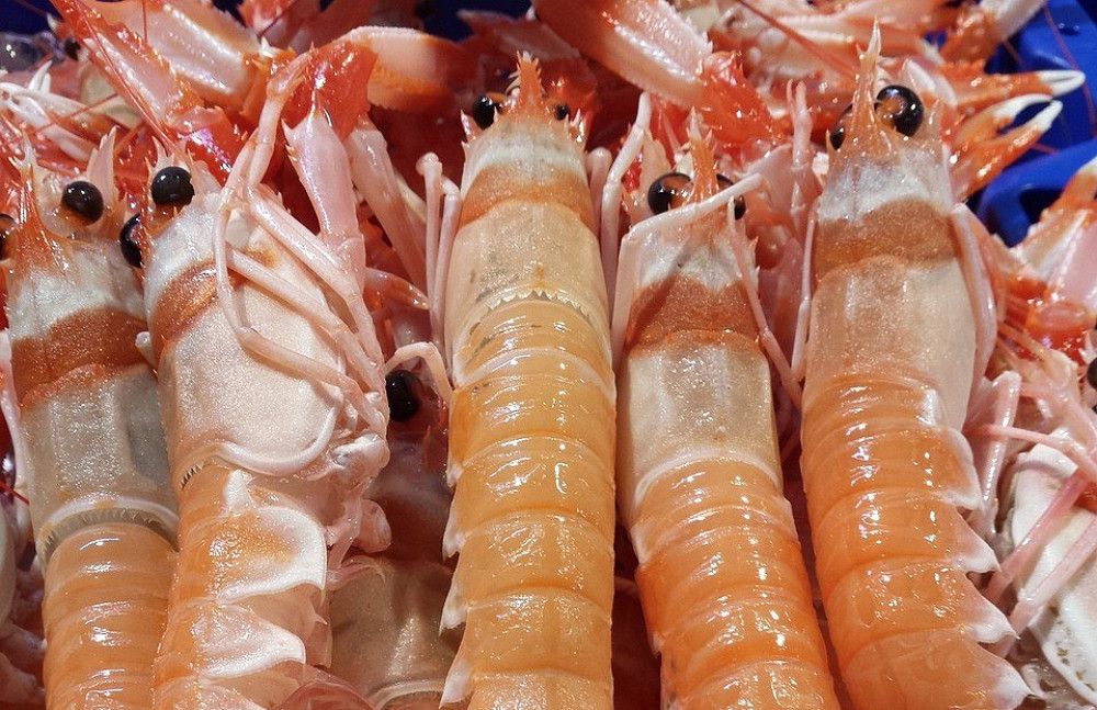 El Ministerio de Agricultura, Pesca y Alimentación reabre la pesca de la cigala en el golfo de Cádiz