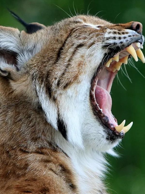 Captan por primera vez imágenes de un lince negro canadiense