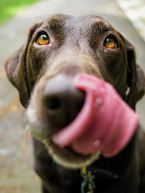 La raza de un perro afecta su sensibilidad al dolor, pero no siempre de la forma esperada