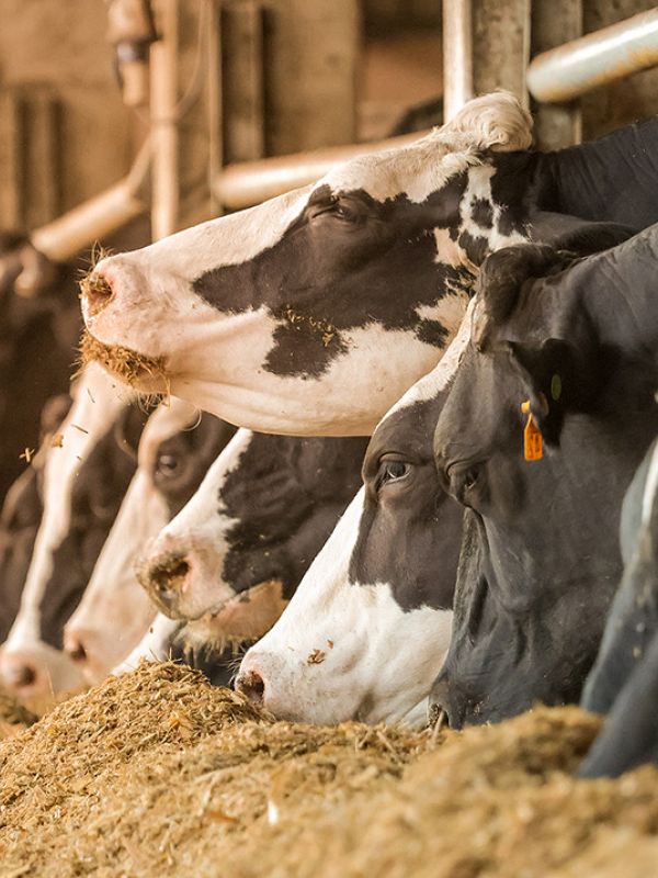 El estudio de la baja fertilidad de un toro lleva al hallazgo de un factor genético clave para la fertilidad masculina