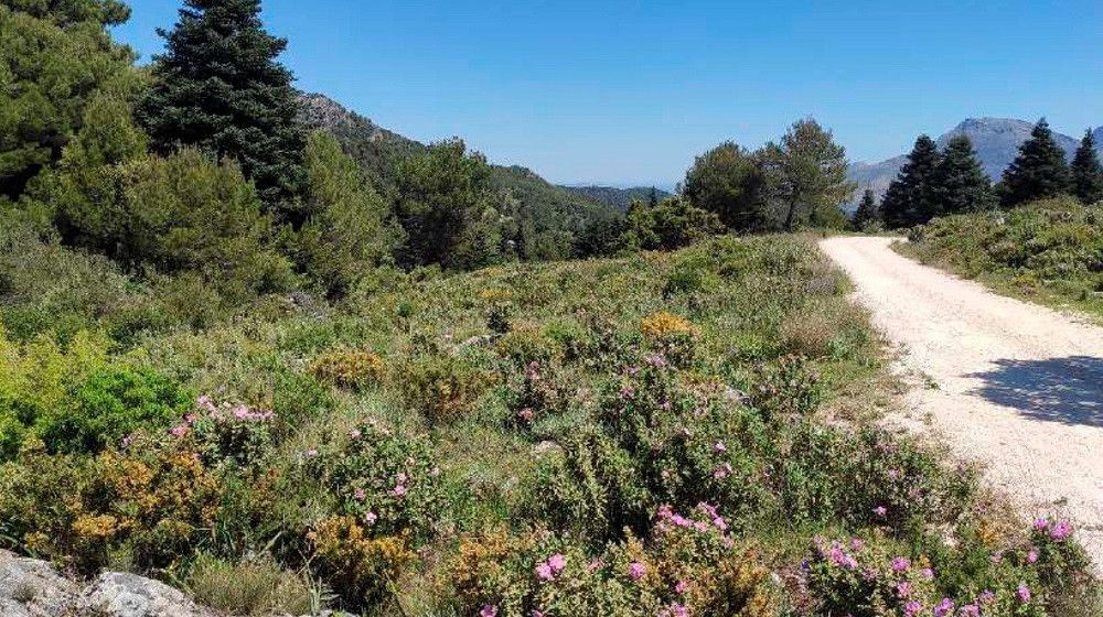 La Diputación invierte 1,6 millones de euros en nuevos miradores y mejoras de carriles y aparcamientos en la Sierra de las Nieves