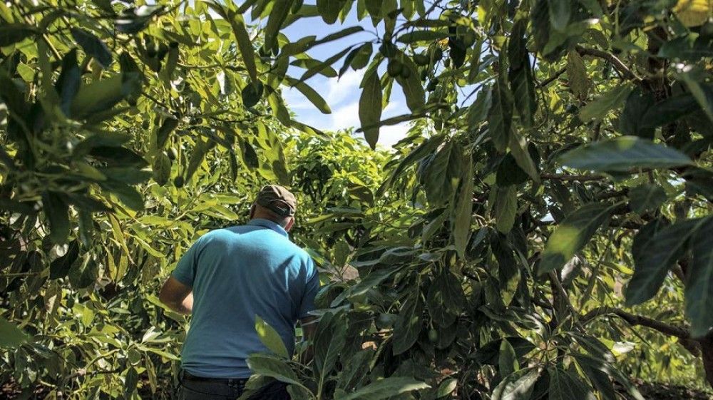 La Policía Nacional detiene a un marroquí implicado en el robo de 250 kilos de aguacates en una finca de Vélez-Málaga