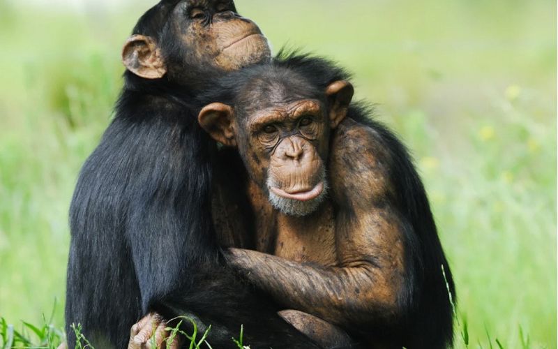 El comportamiento homosexual en mamíferos es más frecuente en especies sociales