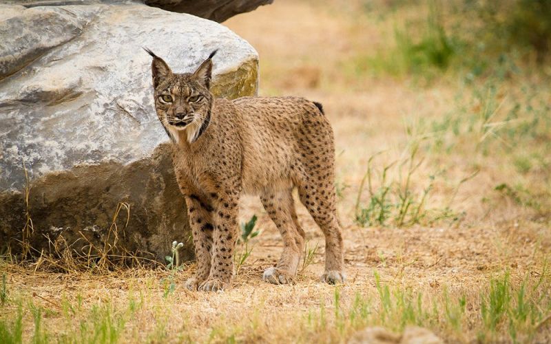La población de lince ibérico aún no es viable a largo plazo
