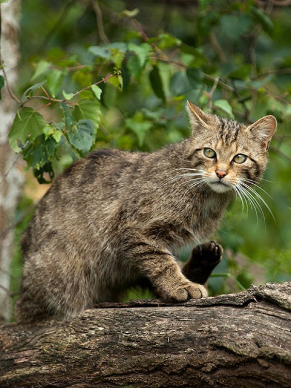 Gatos asilvestrados, una amenaza para la conservación de la fauna canaria