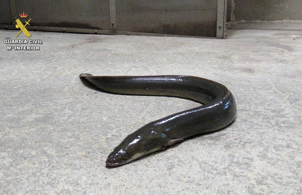 La Guardia Civil interviene más de 18 toneladas de anguila europea en la lucha contra el tráfico de la especie