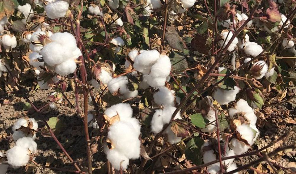 Ayudas y exenciones extraordinarias para paliar los efectos de la sequía en el campo andaluz