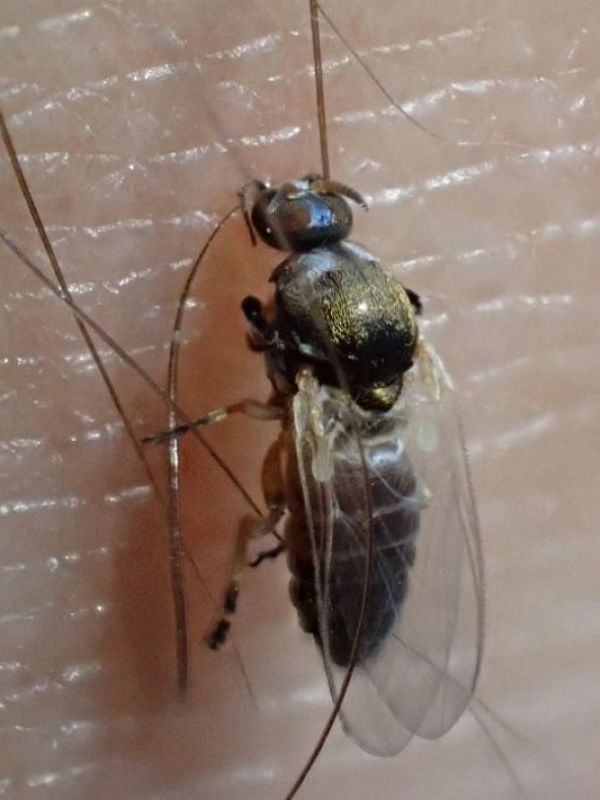 Hallada en España una especie nueva de mosca negra en Europa