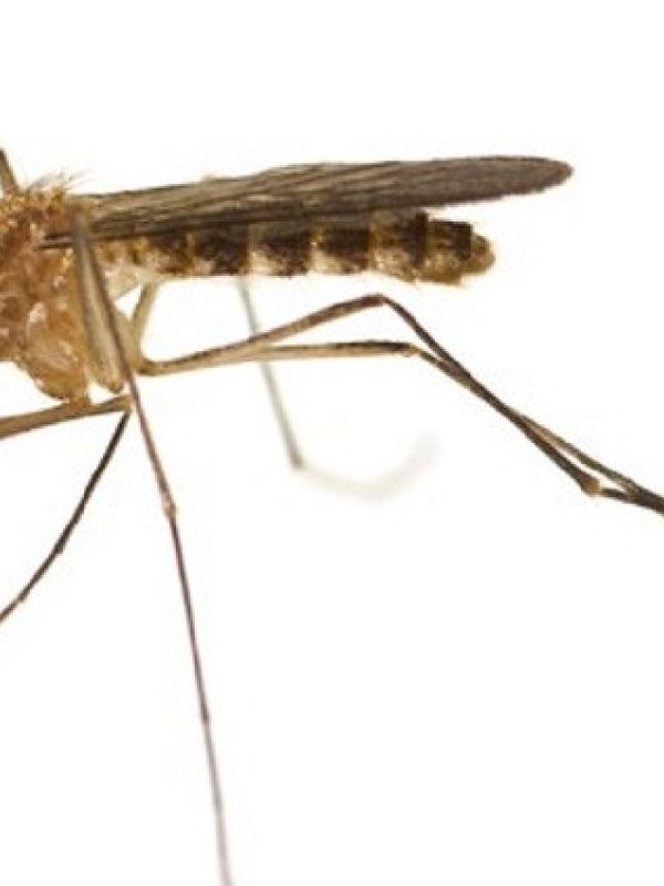 El CSIC organiza en Sevilla una Jornada Técnica para tratar la investigación, control y vigilancia del Virus del Nilo