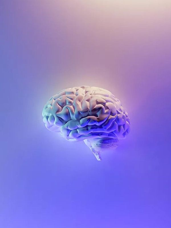 Científicos descubren una función desconocida del cerebelo