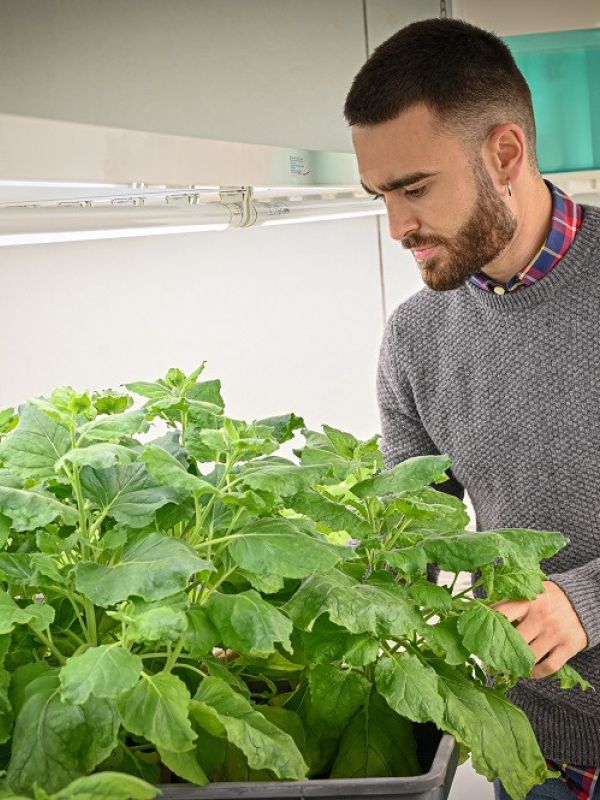 Desarrollan nuevas plantas que producen y liberan feromonas sexuales para luchar contra las plagas