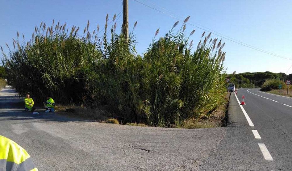 Adjudicados dos contratos para el desbroce de cañaverales en la red viaria de Andalucía