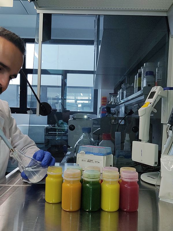 El CSIC desarrolla bebidas probióticas con una bacteria procedente de la aceituna de mesa
