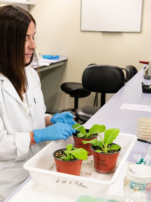 Descubren un nuevo mecanismo de inmunidad contra un virus de ARN en plantas