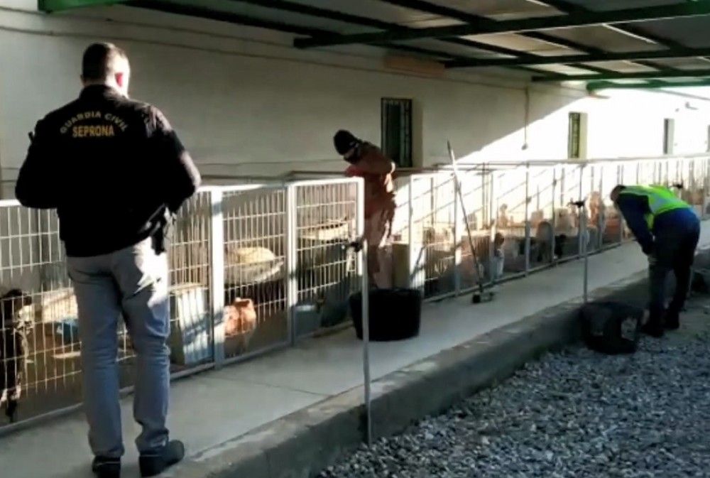 La Guardia Civil detiene al responsable de un criadero de perros y a un veterinario por cortarles las cuerdas vocales a los animales