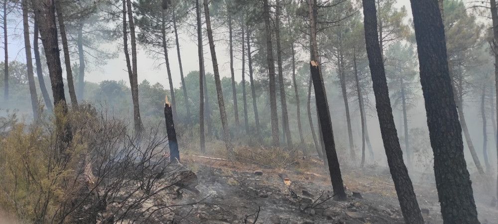 El ministerio pone en marcha la restauración forestal de emergencia en la zona afectada por el incendio de la Sierra de la Culebra