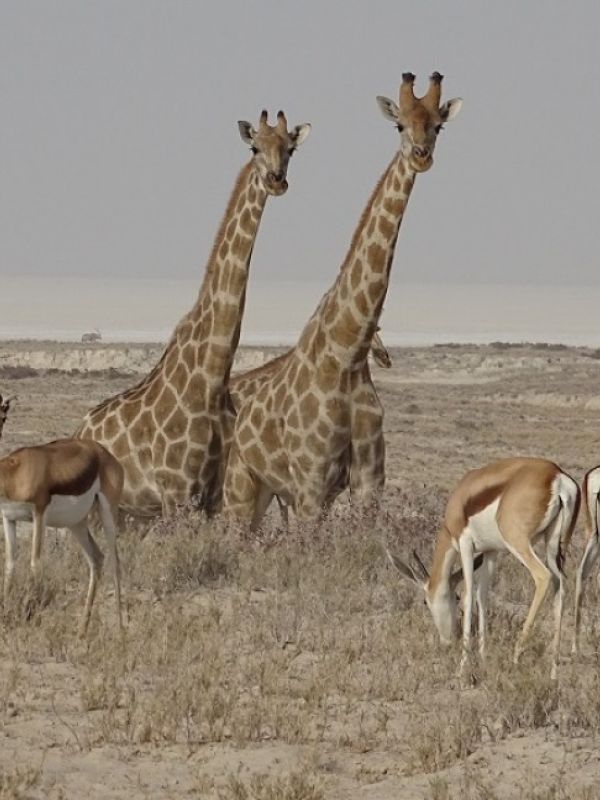 Un estudio liderado por el CSIC identifica un tipo de comunicación animal basado en franjas corporales