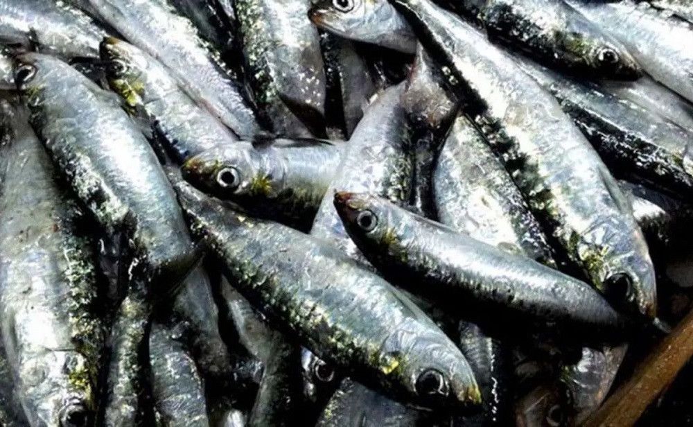 La flota española podrá pescar este año más del doble de sardina ibérica que en 2020