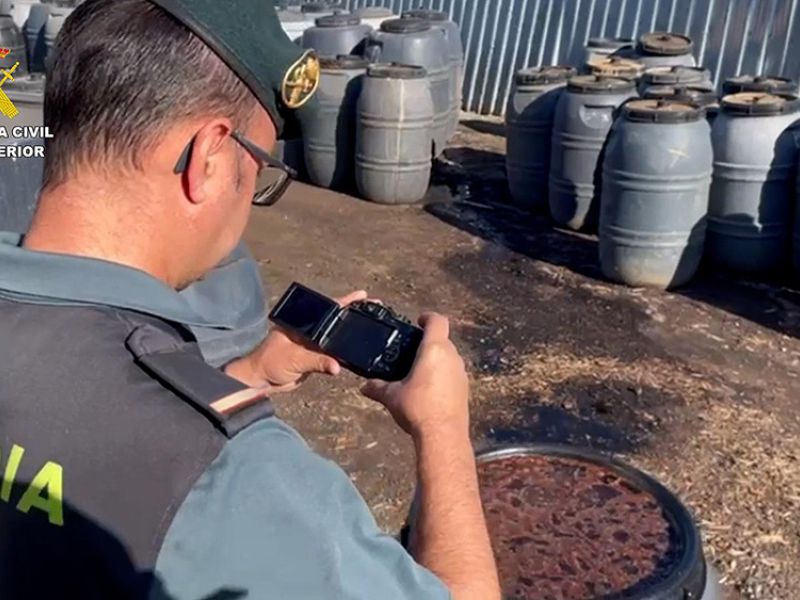 Intervenidas más de 74 toneladas de aceitunas robadas en Sevilla en dos operaciones