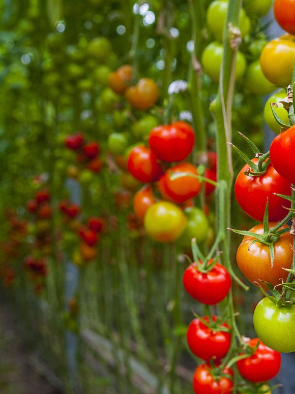 Nueva vía para crear tomates resistentes a plantas parásitas sin afectar a su crecimiento