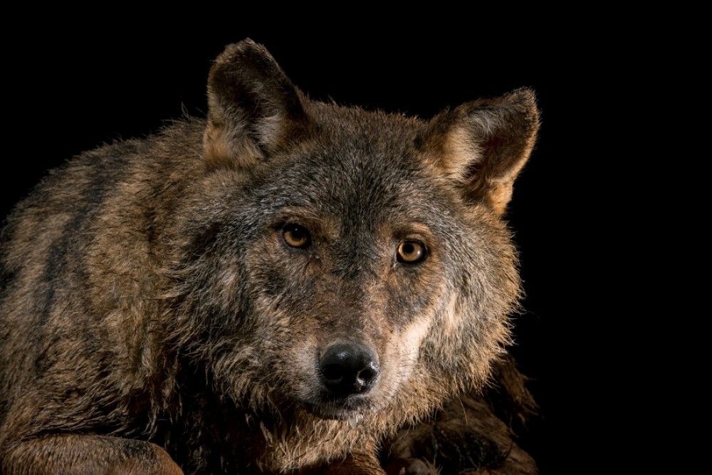 Abierta la consulta pública para incluir al lobo en el Listado de Especies Silvestres en Régimen de Protección Especial