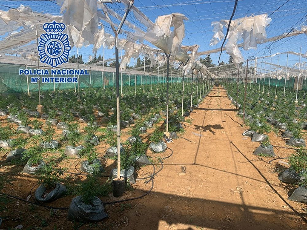 Desmantelados en Cádiz tres invernaderos destinados al cultivo de cannabis sativa con unas 20.000 plantas