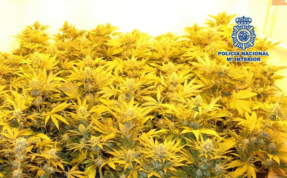 La Policía Nacional desmantela una plantación de cannabis sativa en una vivienda y detiene al responsable