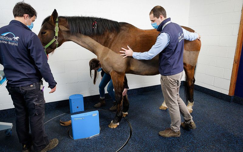 El i3M y una empresa británica desarrollan un dispositivo TAC sencillo y de bajo coste para detectar y prevenir lesiones en caballos