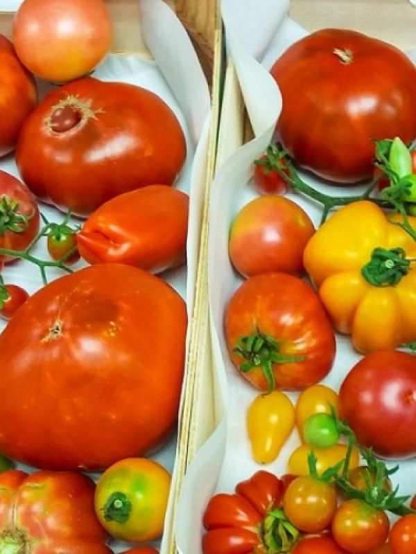 Un proyecto del CSIC busca desarrollar tomates más resistentes y con más sabor