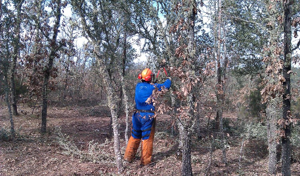 La Administración andaluza anuncia una segunda convocatoria de ayudas forestales para junio