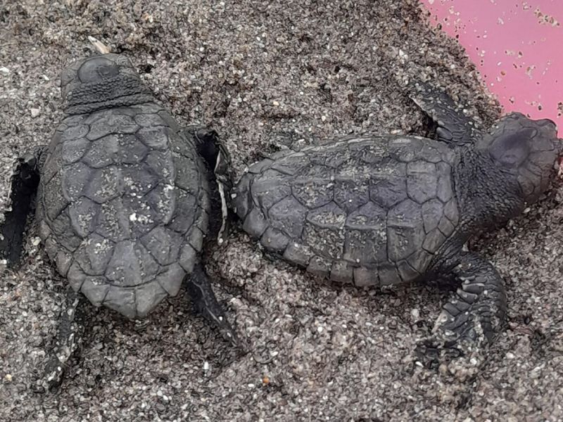 La eclosión de otros veinte huevos eleva a más de medio centenar las crías de tortuga boba nacidas del nido protegido en la playa de Nueva Andalucía