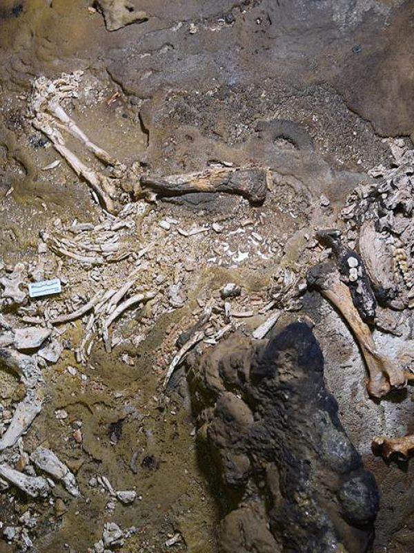 La Humanidad estuvo a punto de extinguirse hace 900.000 años