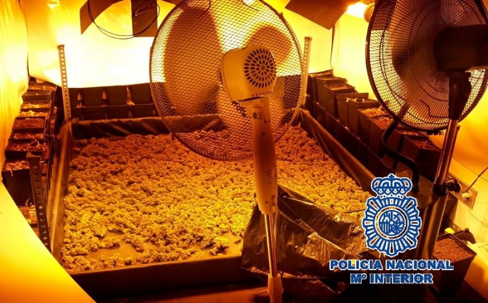 Desmantelado en Málaga un cultivo intensivo de marihuana y detenida una pareja por un delito de tráfico de drogas