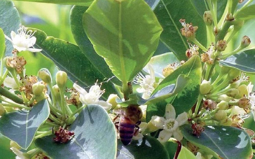 Colombia alcanza cifras récord de cultivo de coca y de producción de cocaína