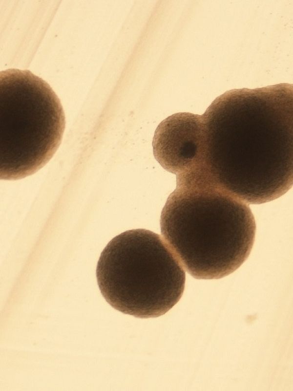 Observan por primera vez una misma adaptación genética en dos levaduras usadas en la fermentación del vino