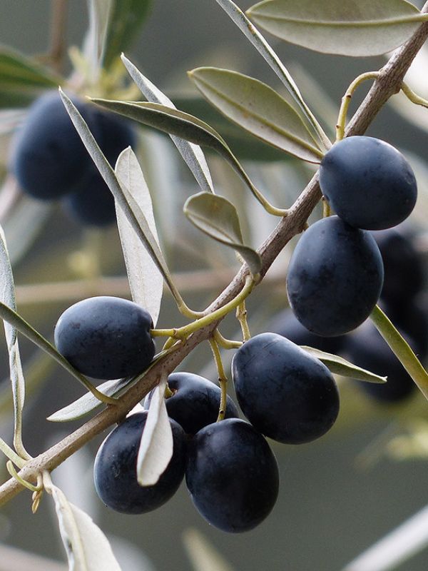 El aceite de orujo de oliva disminuye el colesterol y mejora la sensibilidad a la insulina