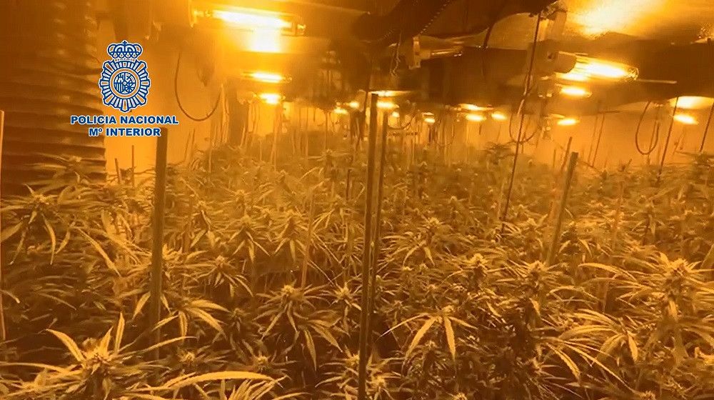 La Policía Nacional libera a tres víctimas de explotación sexual y desarticula un grupo criminal dedicado a la trata de seres humanos y al cultivo de marihuana