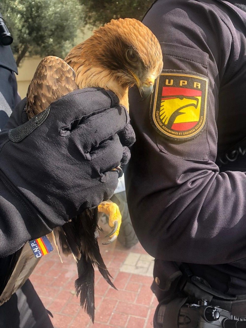 La Policía Nacional rescata de la carretera a un ejemplar de águila calzada que no podía levantar el vuelo, en Málaga capital