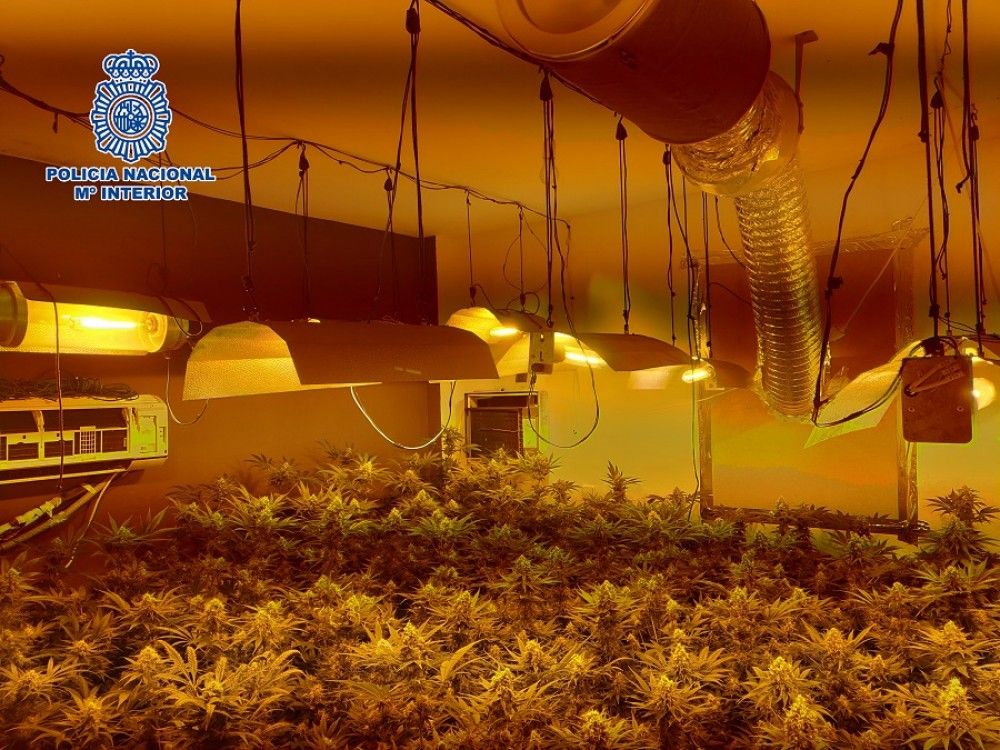 La Policía Nacional desmantela un invernadero de marihuana en una finca de Alhaurín de la Torre