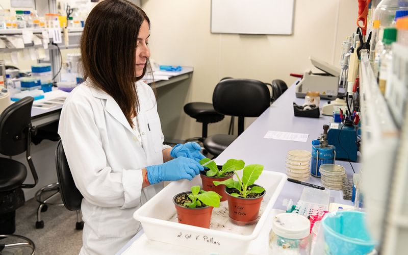 Descubren un nuevo mecanismo de inmunidad contra un virus de ARN en plantas