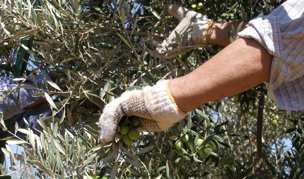 Con 22.280 parados menos, Andalucía es la autonomía en la que más baja el desempleo en diciembre