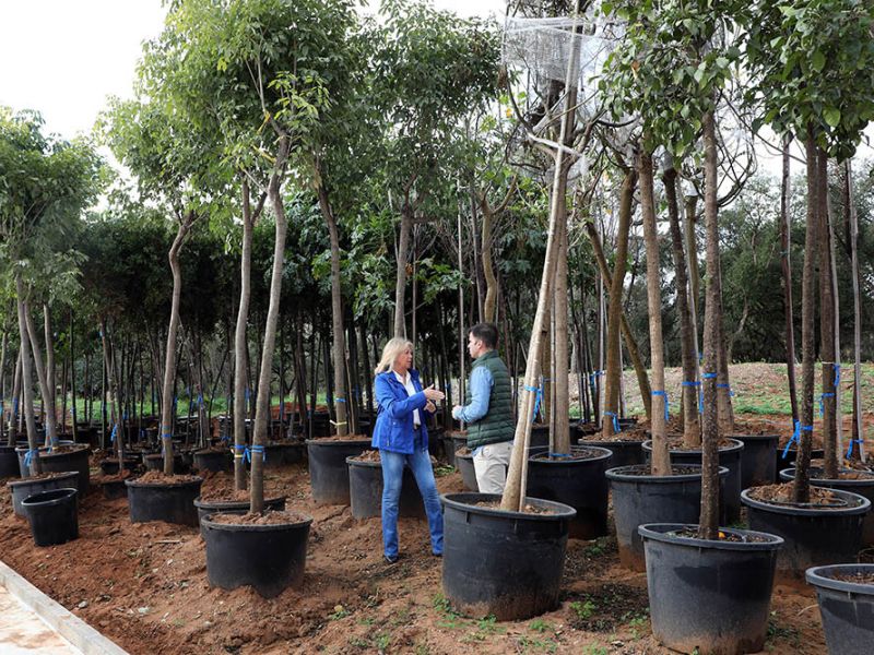 El Ayuntamiento asegura que culminará su plan municipal de arbolado con la plantación de más de 330 árboles en los próximos dos meses y alcanzará el objetivo de 2.000 nuevos ejemplares en este mandato
