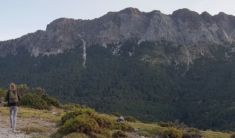 El pinsapar, un tesoro botánico en plena Sierra de Grazalema