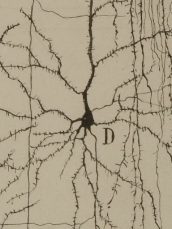 El CSIC exhibe parte del Legado Cajal en una exposición con doce dibujos científicos originales del Nobel