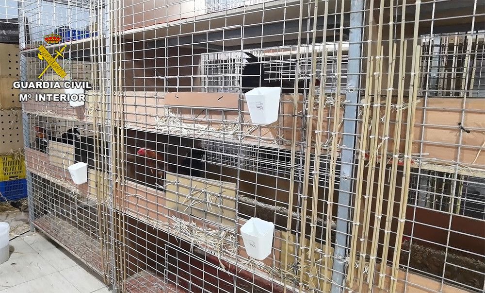 Detenido en Valencia un veterinario por cortar ilegalmente crestas a más de 4.000 gallos para peleas
