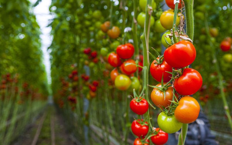 Nueva vía para crear tomates resistentes a plantas parásitas sin afectar a su crecimiento