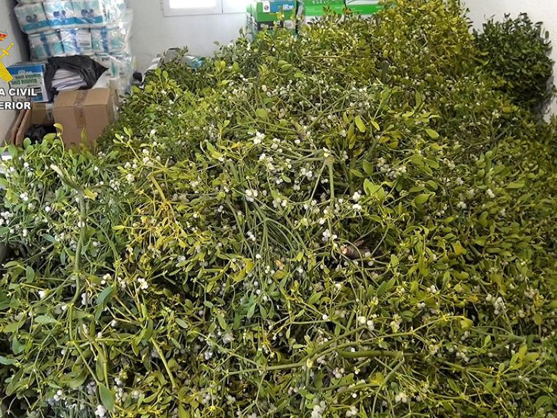 La Guardia Civil incauta 300 kg de muérdago que iba a ser comercializado con motivo de la campaña navideña