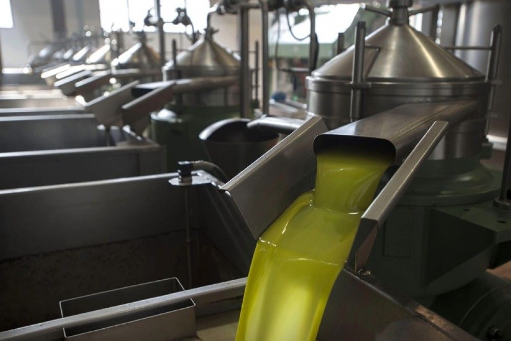 Ajuste a la baja del aforo inicial de aceite de oliva por la falta de lluvias y las altas temperaturas del otoño